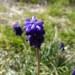 muscari